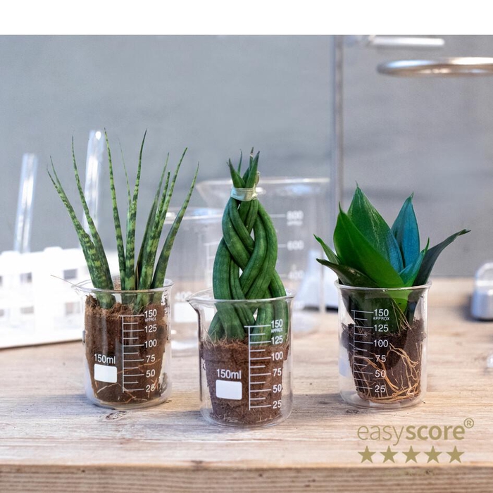 <h4>Lab Glass Creations 6cm</h4>