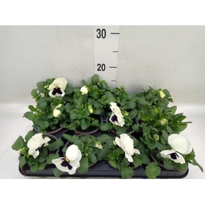 Viola wr. 'Colossus White wBlotch'