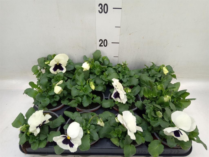 <h4>Viola wr. 'Colossus White wBlotch'</h4>