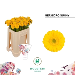 Nano Sunny