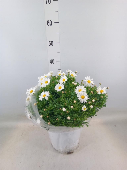 <h4>Argyranthemum   ...</h4>