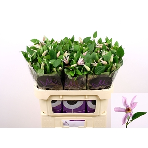 Clematis Amazing Miami Marginpar