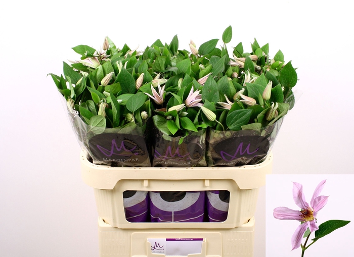 <h4>Clematis Amazing Miami Marginpar</h4>