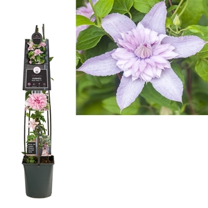 Clematis Multi Pink® PBR +light label