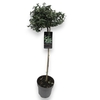 Euonymus Fo Emerald Gaiet stam