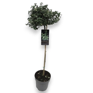 Euonymus Fo Emerald Gaiet stam