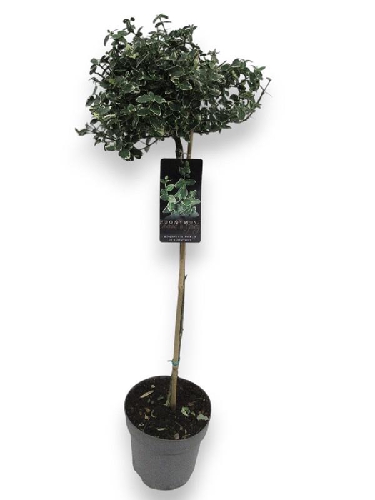 <h4>Euonymus Fo Emerald Gaiet stam</h4>