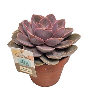 Echeveria Perle Von Nurnberg - 1154