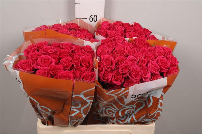 <h4>R Tr Quincy</h4>