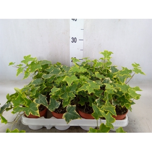 Hedera helix 'Goldchild'