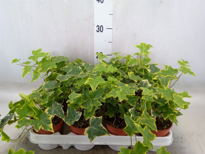 <h4>Hedera helix 'Goldchild'</h4>