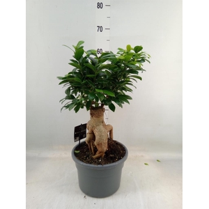 Ficus microcarpa 'Ginseng'