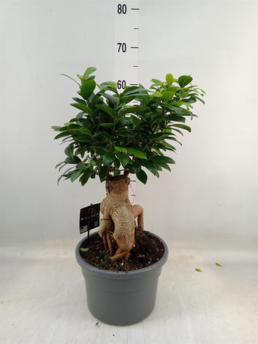 <h4>Ficus microcarpa 'Ginseng'</h4>