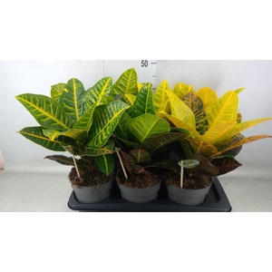 Codiaeum var. GR 'Petra'