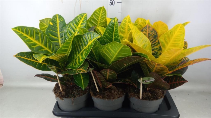 <h4>Codiaeum var. GR 'Petra'</h4>