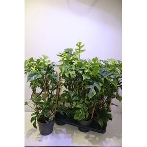 arr8 Monstera Ov