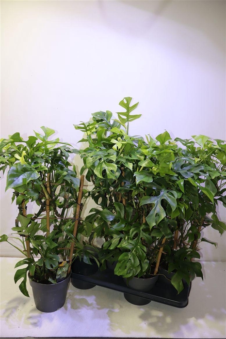 <h4>arr8 Monstera Ov</h4>