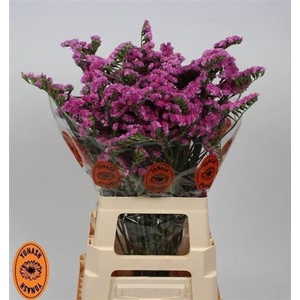 Lim S Sin Etern Pink