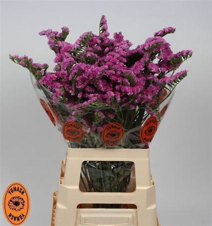 <h4>Lim S Sin Etern Pink</h4>