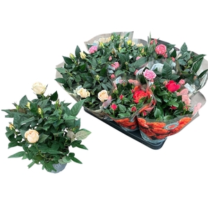 RO KORDAN GRANDE GEM