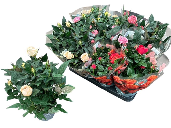 <h4>RO KORDAN GRANDE GEM</h4>