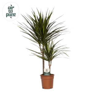 Dracaena Marginata p17, 30+10 (Air so Pure)