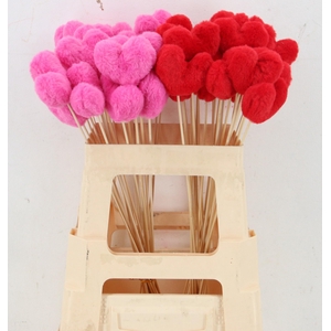 HUIS EN TUINDECO H%