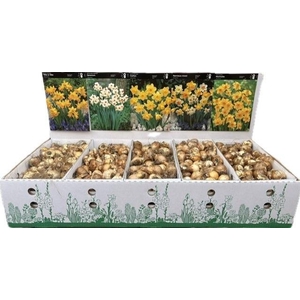 BLOEMBOL NARCIS