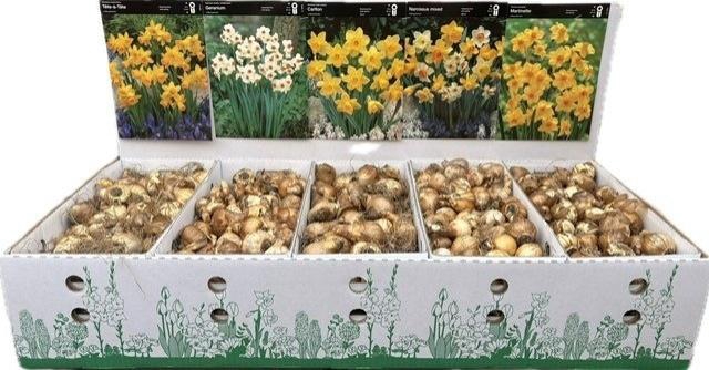 <h4>BLOEMBOL NARCIS</h4>