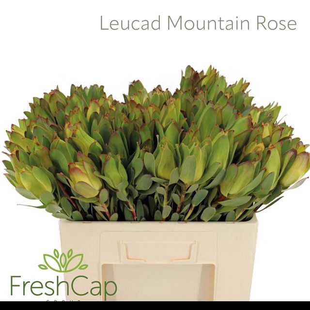 <h4>LEUCAD MOUNTAIN ROSE</h4>