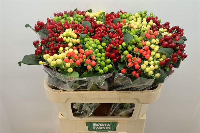 <h4>HYP MAG GEM</h4>