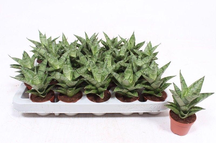 <h4>Sansevieria Tough Lady</h4>