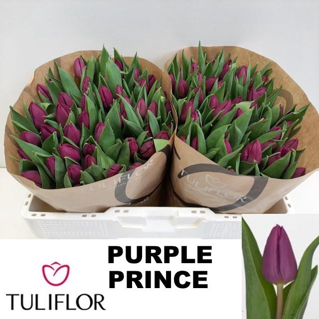 <h4>Tu En Purple Prince</h4>