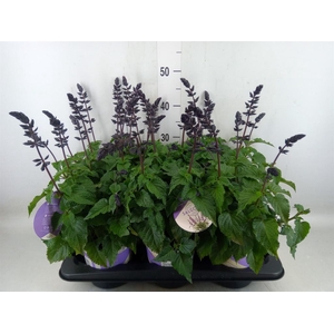 Salvia  'Salgoon Lake Blueberry'