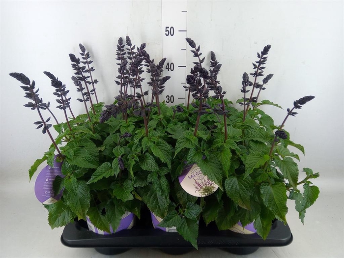<h4>Salvia  'Salgoon Lake Blueberry'</h4>