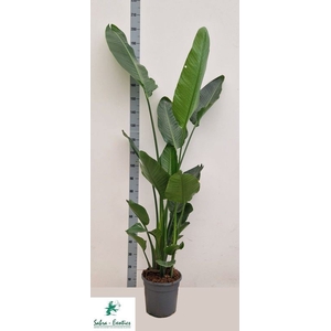 STRELITZIA ALBA