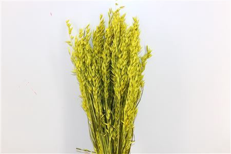 Dried Avena X5 Yellow Bunch