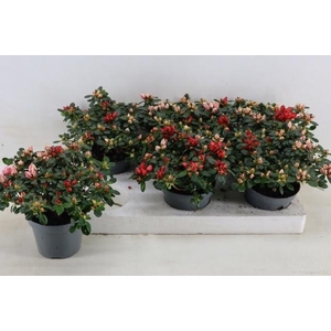 RHODO OV