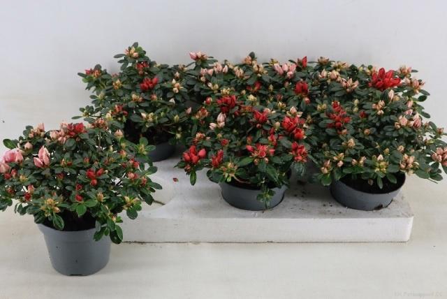 <h4>RHODO OV</h4>