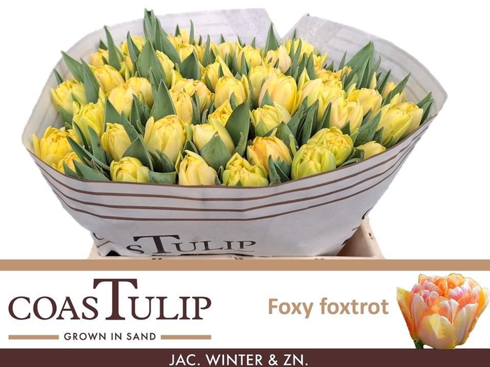 <h4>TU DU FOXY FOXTROT</h4>