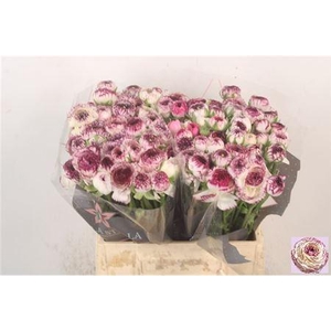 Ran El Cappu/ Stripe