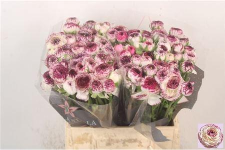 <h4>Ran El Cappu/ Stripe</h4>