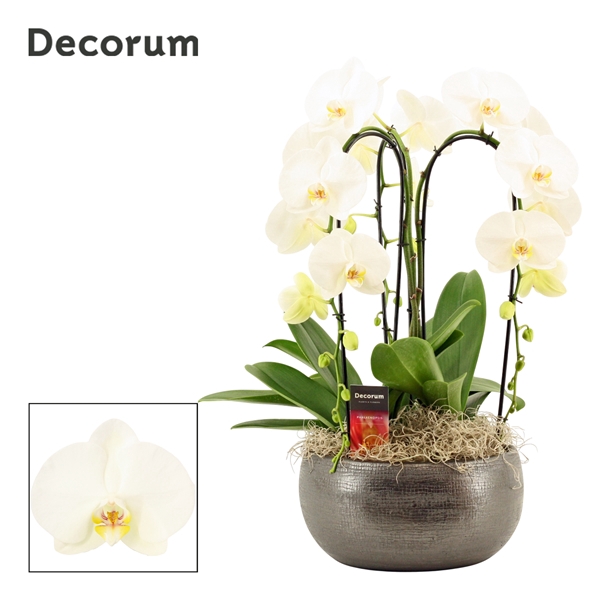 <h4>Nero cascade 3 tak symphony white (Deco-collection)</h4>