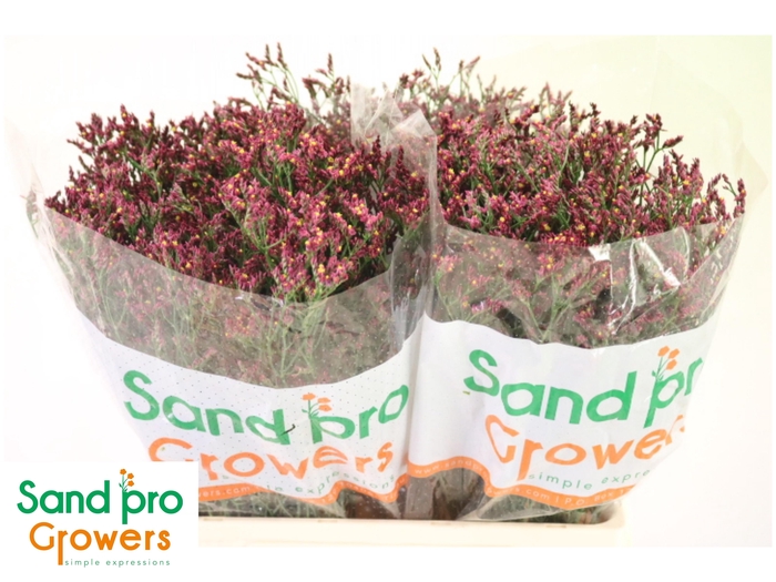 <h4>LIM SIN SCARLET DIA</h4>