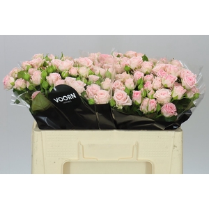 Rosa Tr Aerobic