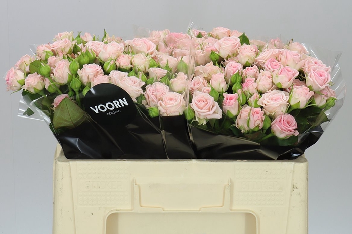 <h4>Rosa Tr Aerobic</h4>