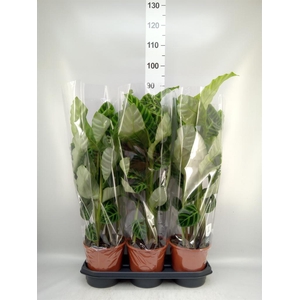 Calathea zebrina