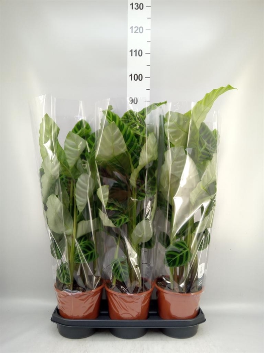 <h4>Calathea zebrina</h4>