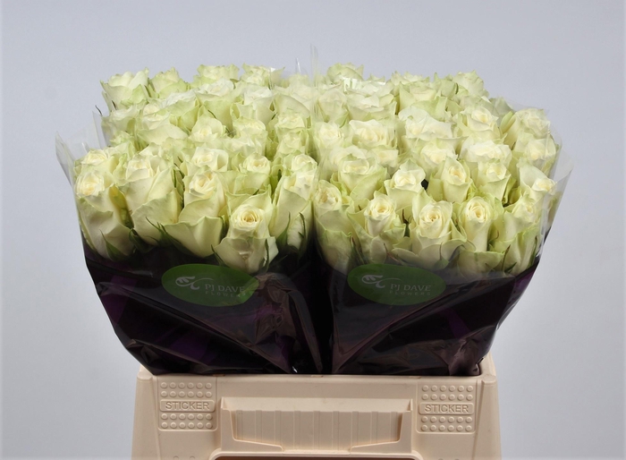 <h4>R GR ATHENA</h4>