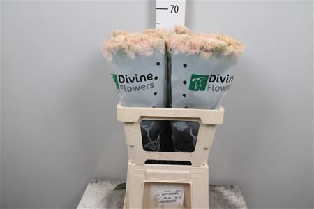 <h4>Di St Cappuccino</h4>